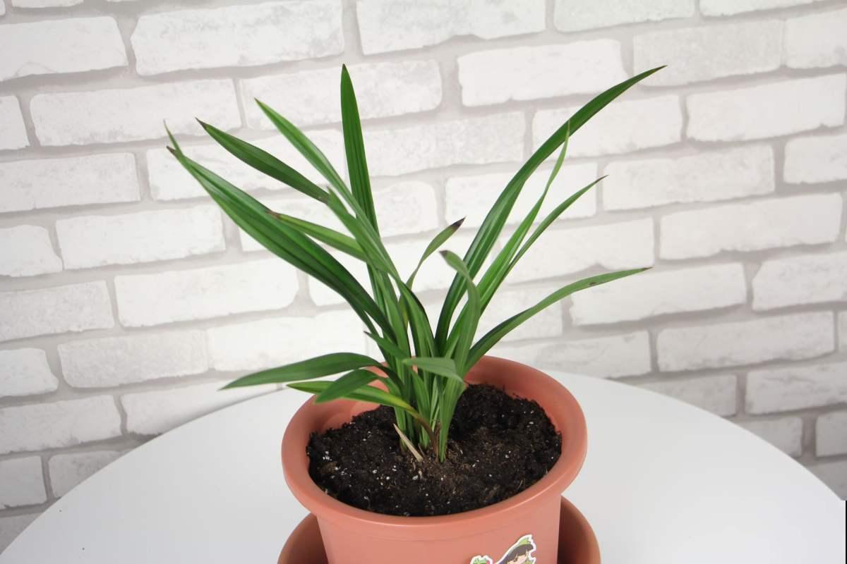 兰花五大品种,一个比一个幽雅,居家养殖真大气 兰花五大品种,一个比一个幽雅,居家养殖真大气