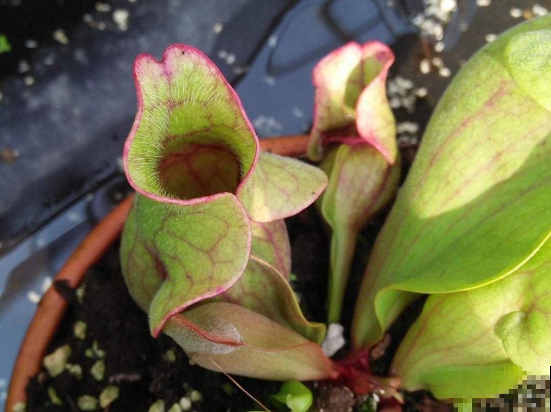 江西无蚊村,种满“驱蚊树”,一年四季没蚊子 江西无蚊村,种满“驱蚊树”,一年四季没蚊子