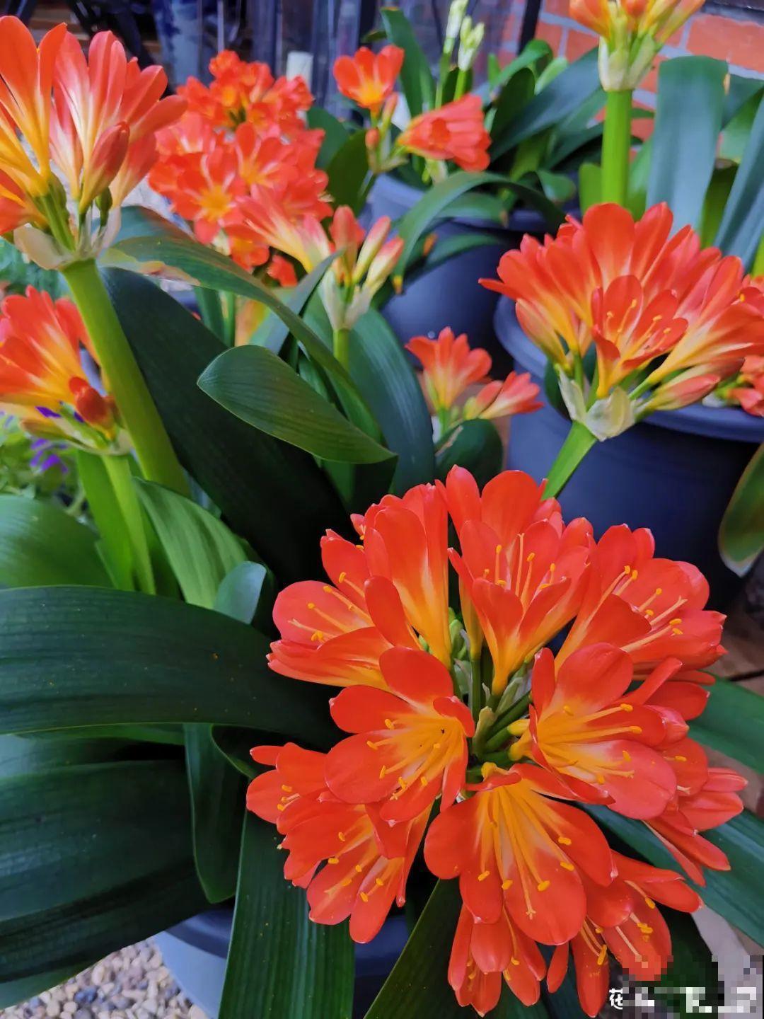 6种花夏天难养，贴土面砍一刀，新芽呼呼冒