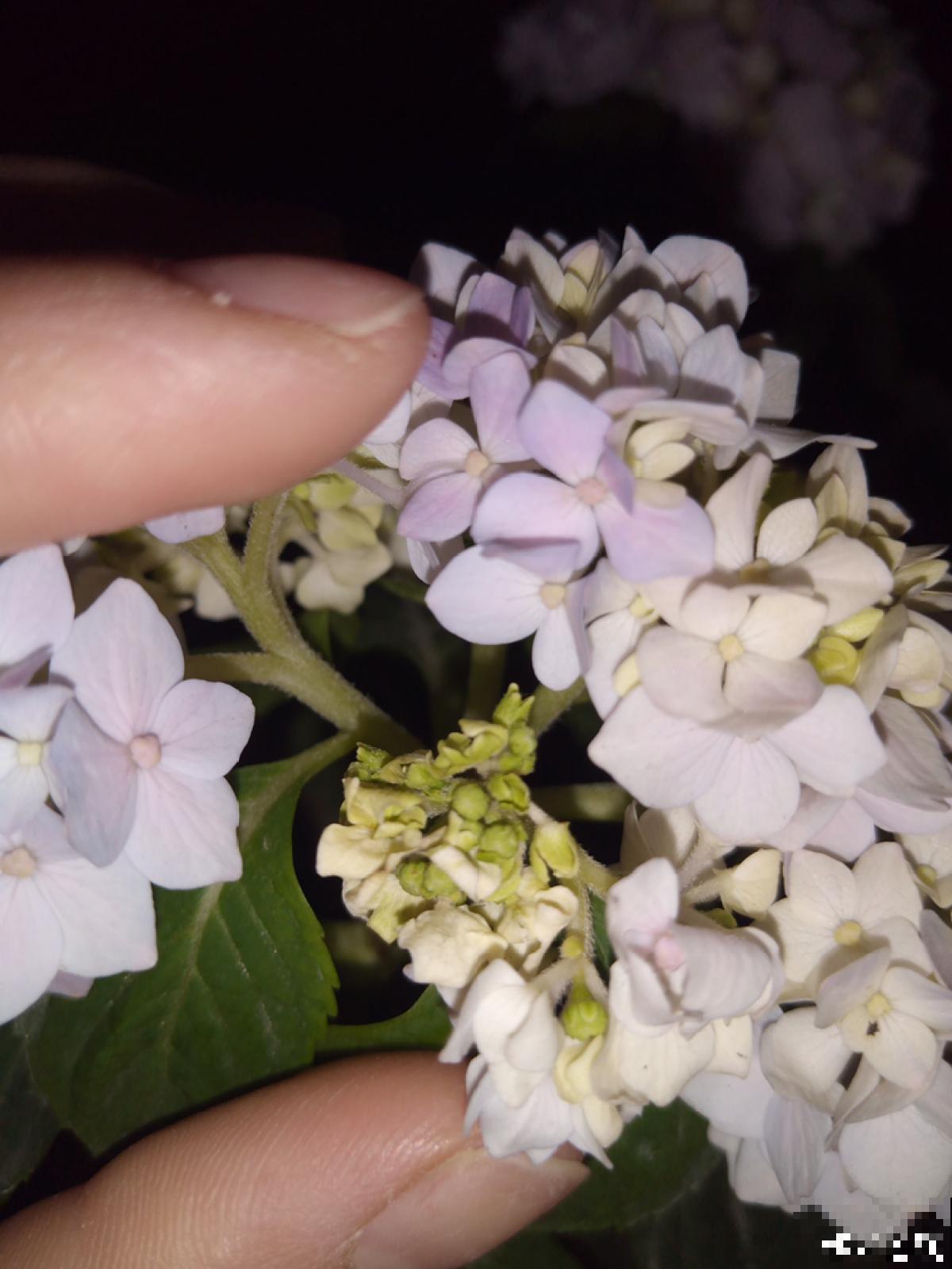 养花8年,总结出6个“坑”,早看早避开 养花8年,总结出6个“坑”,早看早避开