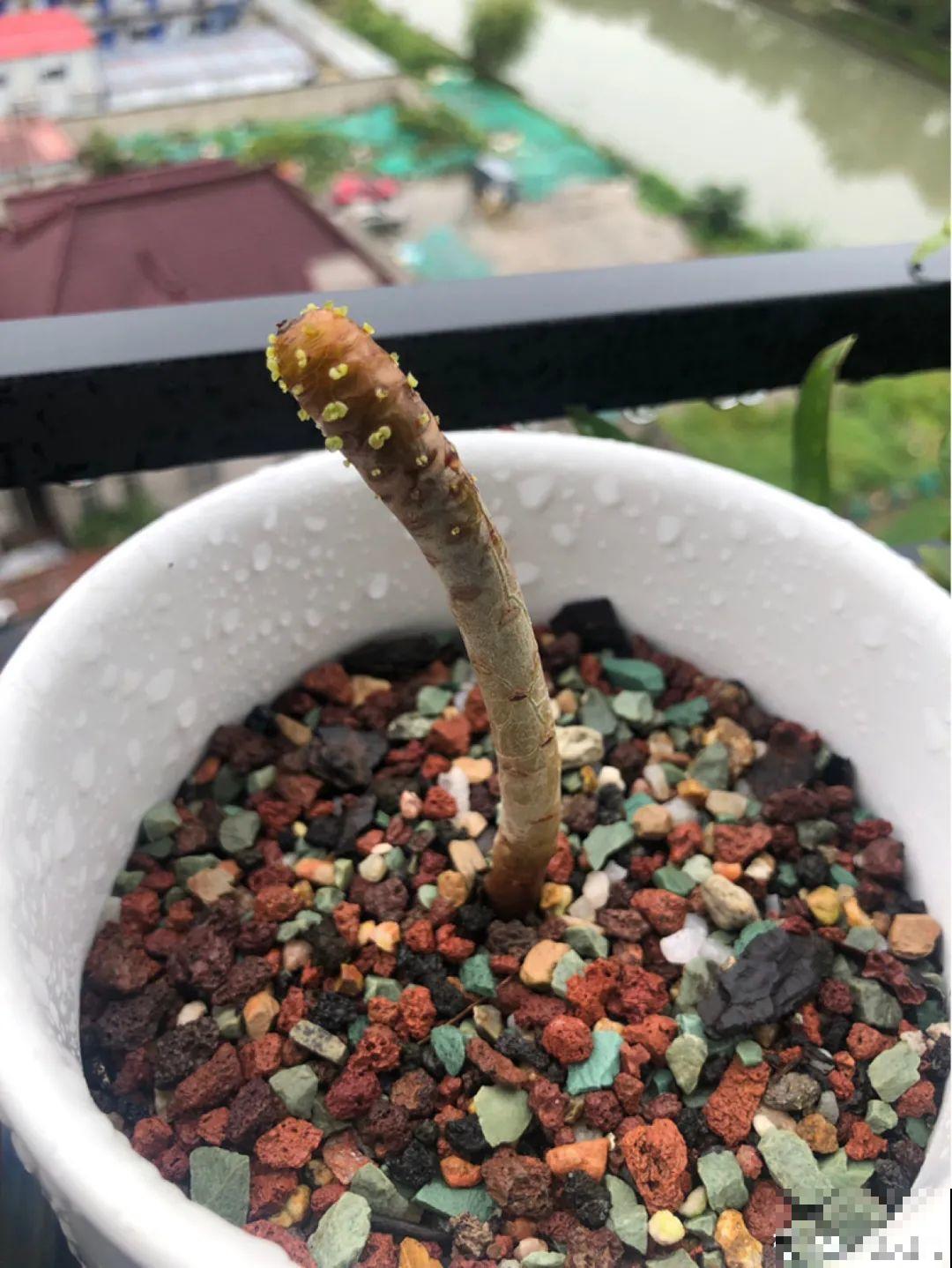 6种花夏天难养，贴土面砍一刀，新芽呼呼冒