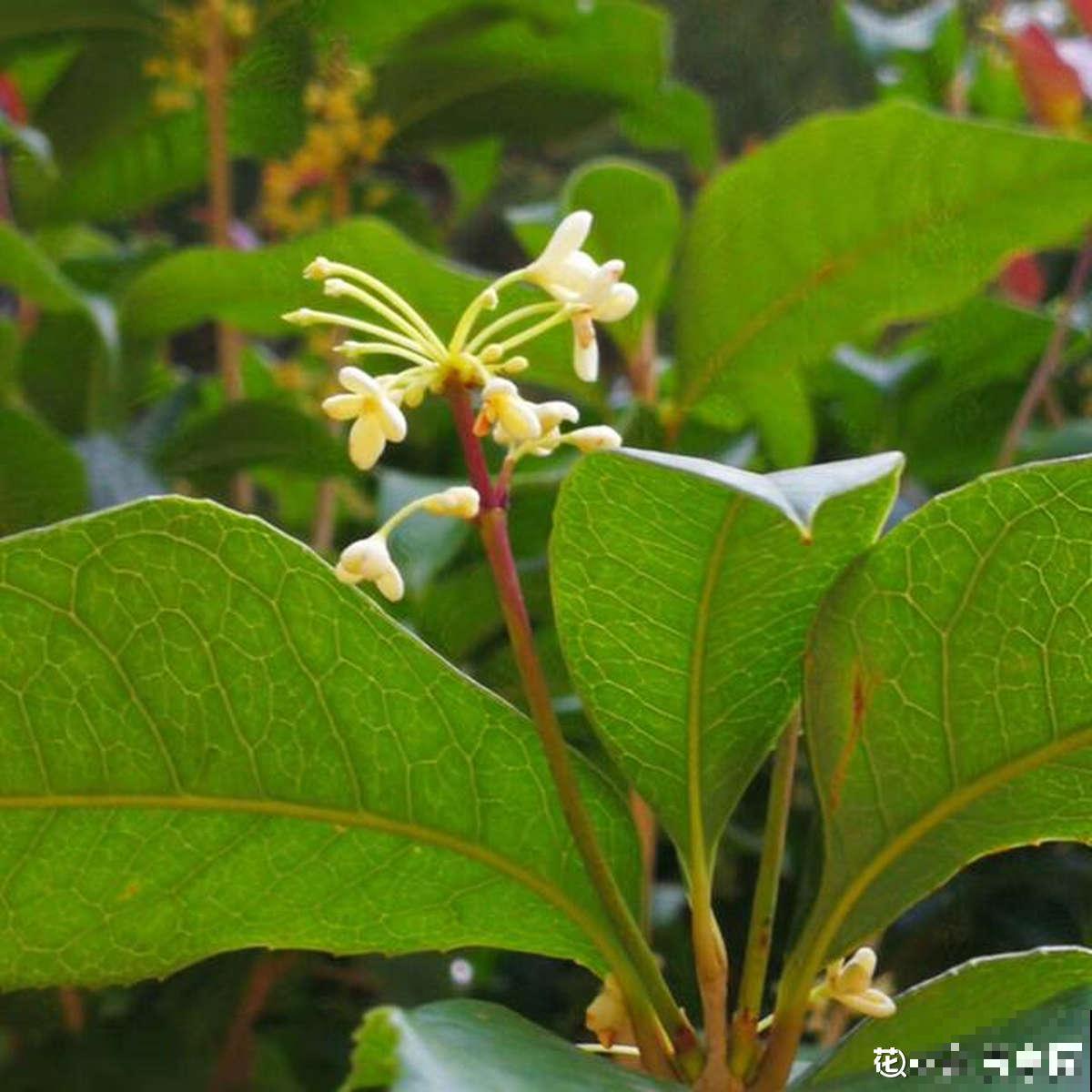 精致的农村院子，主要是种了这4种花，爬藤地栽木本都有