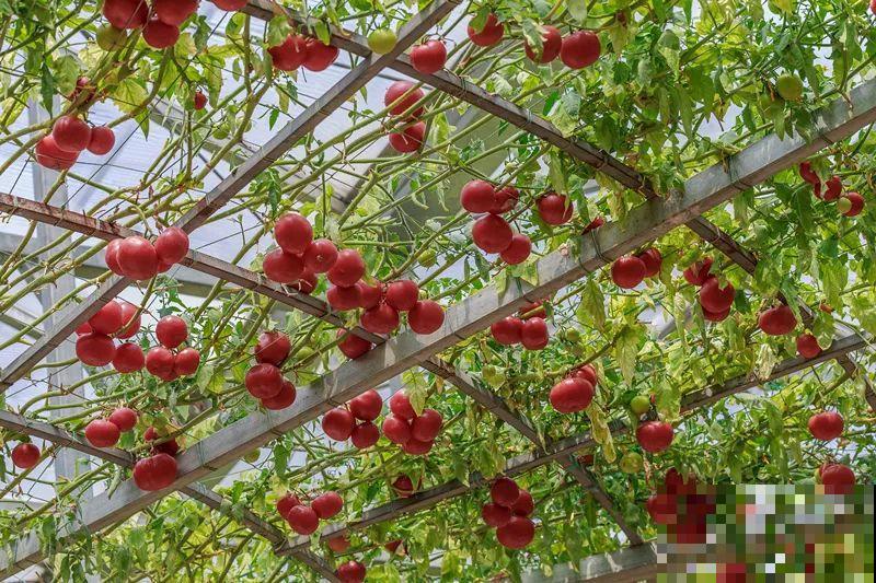 15万块钱的一个蜜瓜，到底有多好吃？