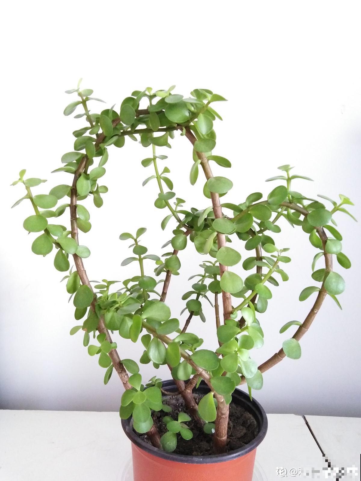 4种便宜花,年限越长越金贵,养好了能当成传家宝 4种便宜花,年限越长越金贵,养好了能当成传家宝