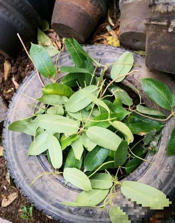 8种花，越热越扦插，大白根呼呼冒