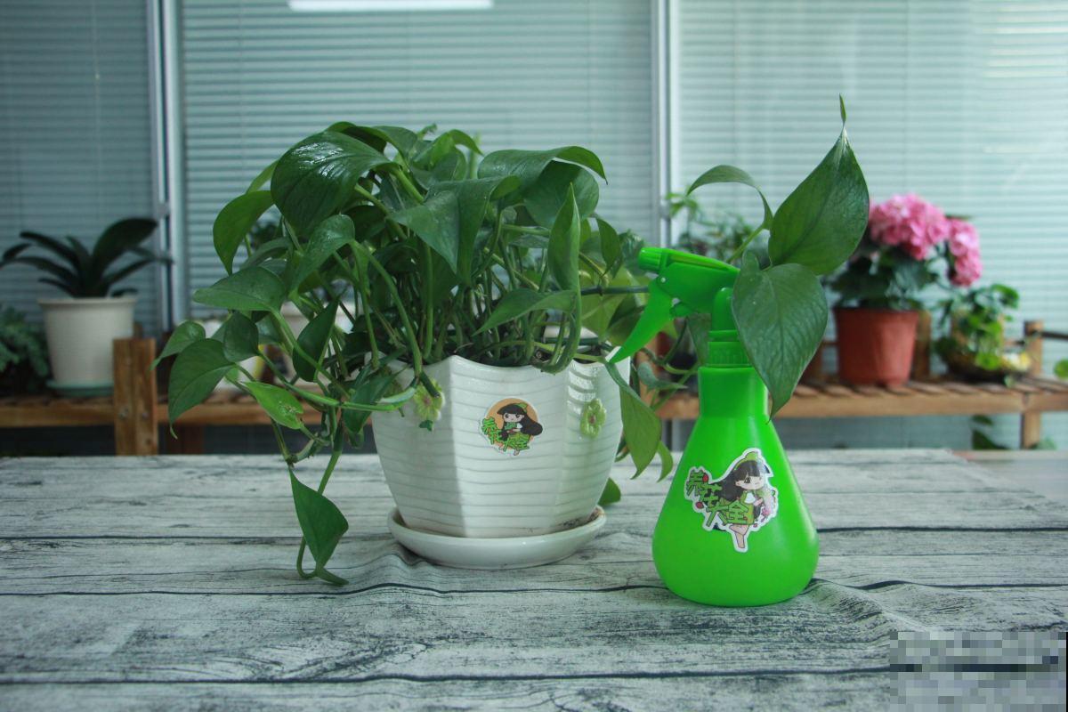 盆栽太累想水培，这4种植物，插水里好养活