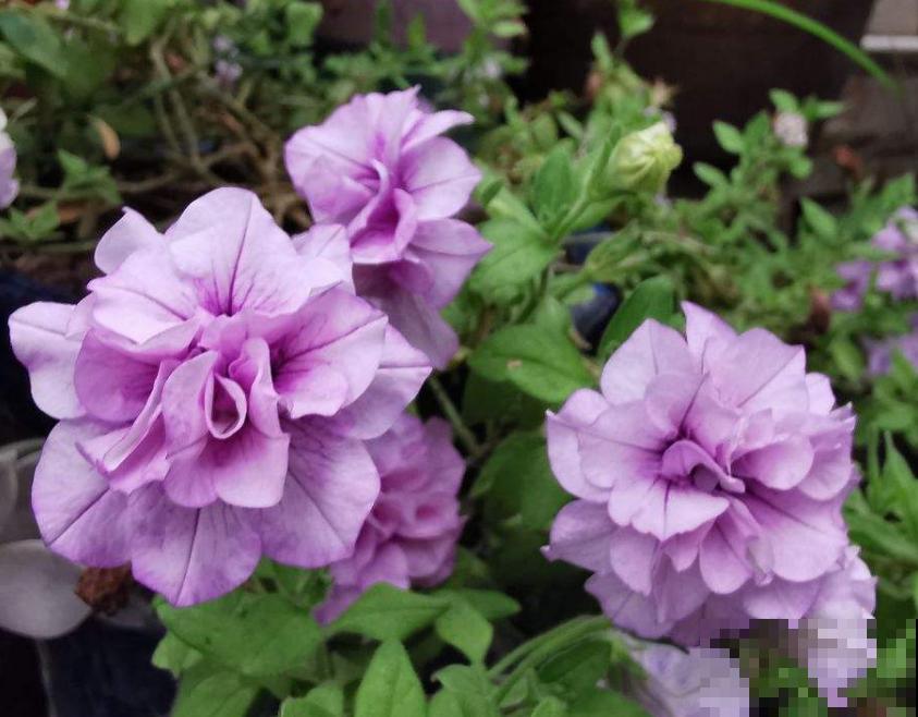 买花切忌跟风,适合自己的植物,才是最好的 买花切忌跟风,适合自己的植物,才是最好的