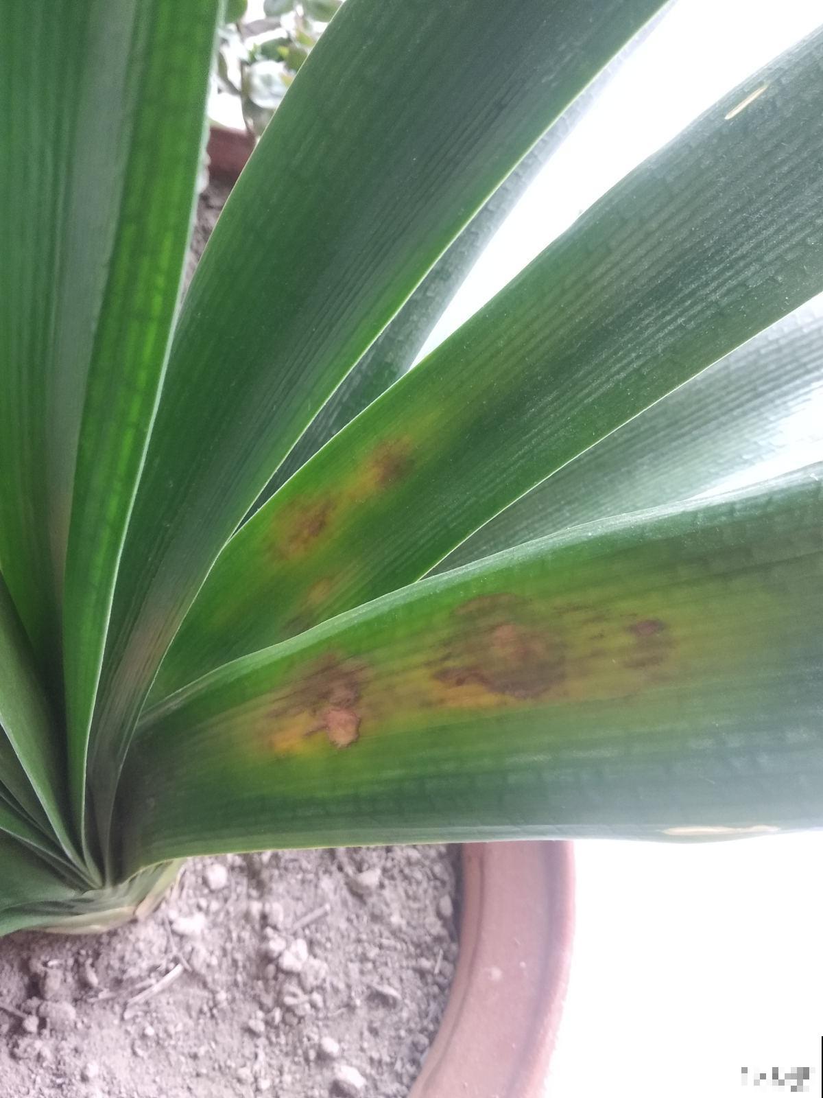 夏天少管君子兰！养护太周到，难怪挺不过夏天