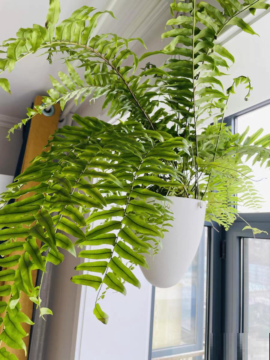 大叶子耐阴花，室内一定养，叶子比脸大，真凉快