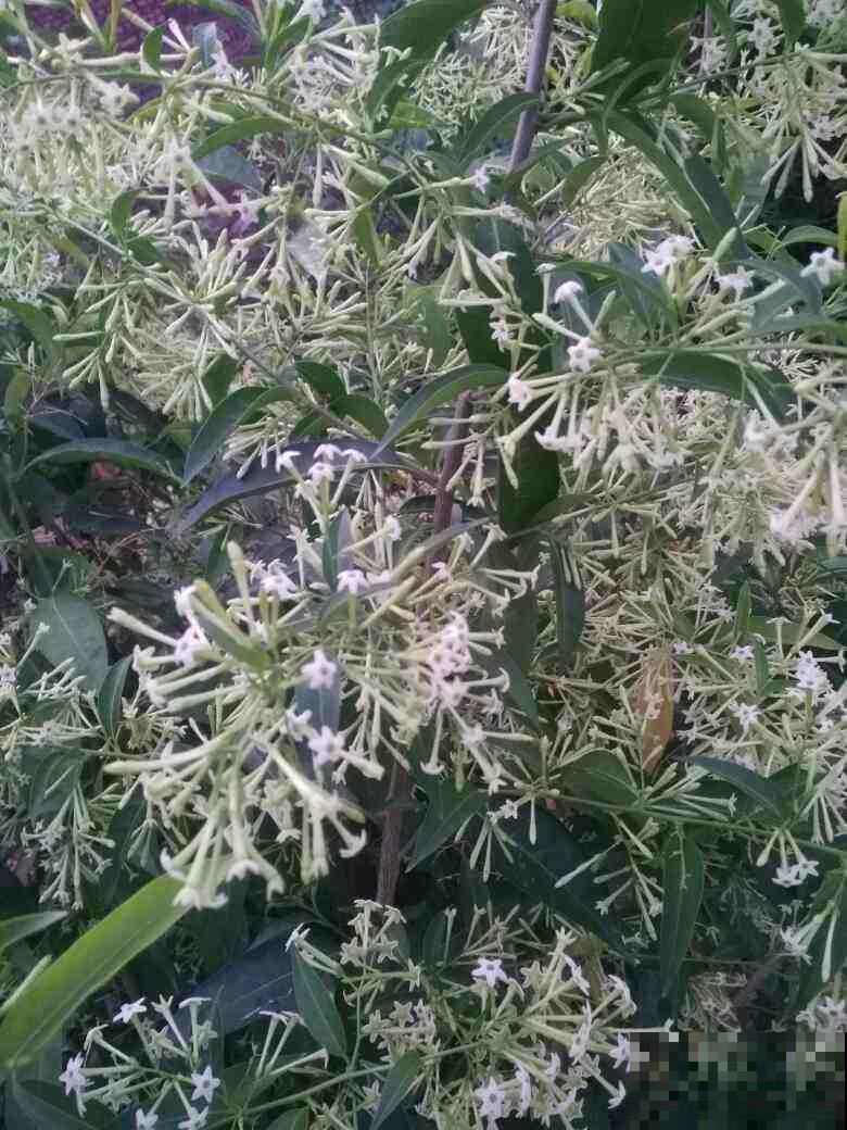 在家里养花一定要谨慎，尤其是这4种，汁液有毒养护要谨慎