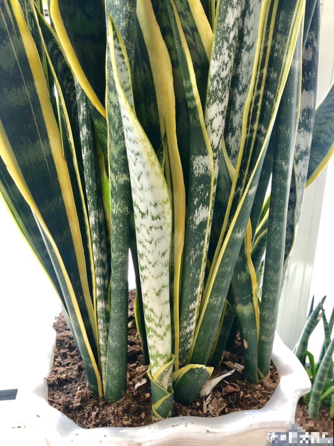 家里养8种花，独特有气质，还有满满安全感