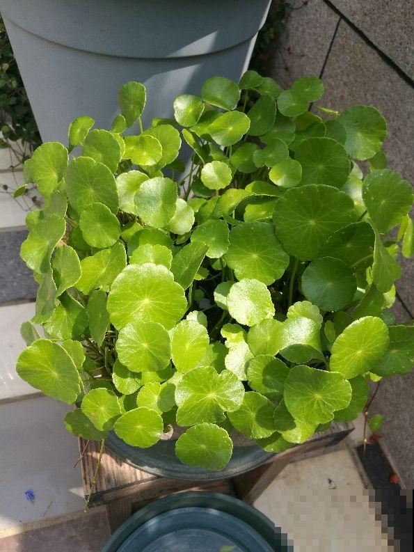 铜钱草喜水,水培铜钱草却不如土培,为啥? 铜钱草喜水,水培铜钱草却不如土培,为啥?