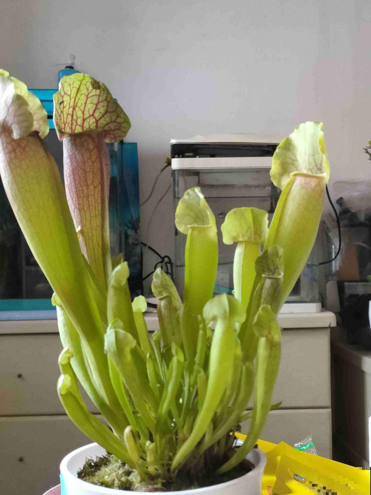 植物也有“肉食性”的，4种食虫植物，养在家里能“灭蚊”