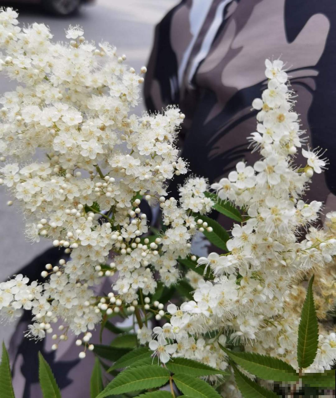 仙气飘飘的花，颜值高、花期长，养一盆不亏