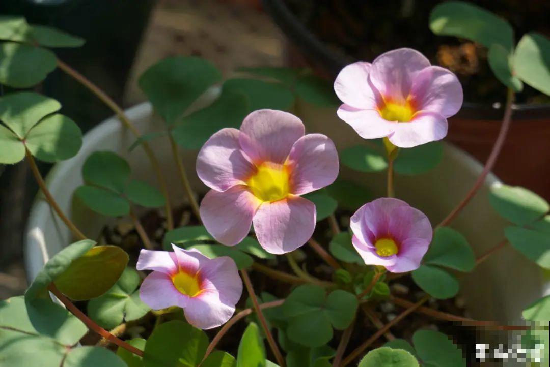 播种时间到,立秋后撒下去,冬春就开花 播种时间到,立秋后撒下去,冬春就开花