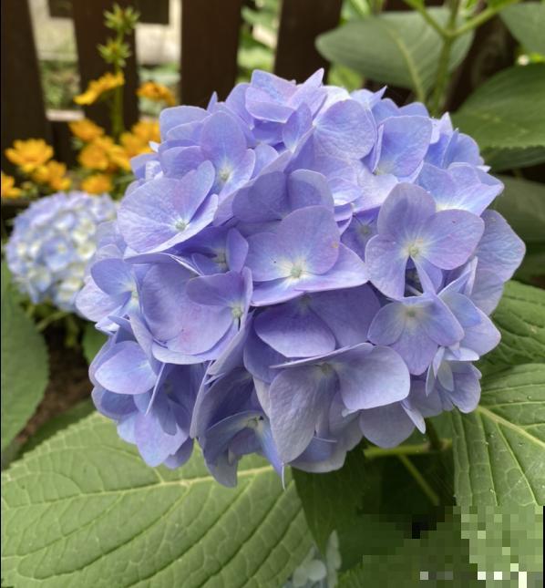 绣球花开得没去年好，赶紧剪两刀，不然一年比一年差