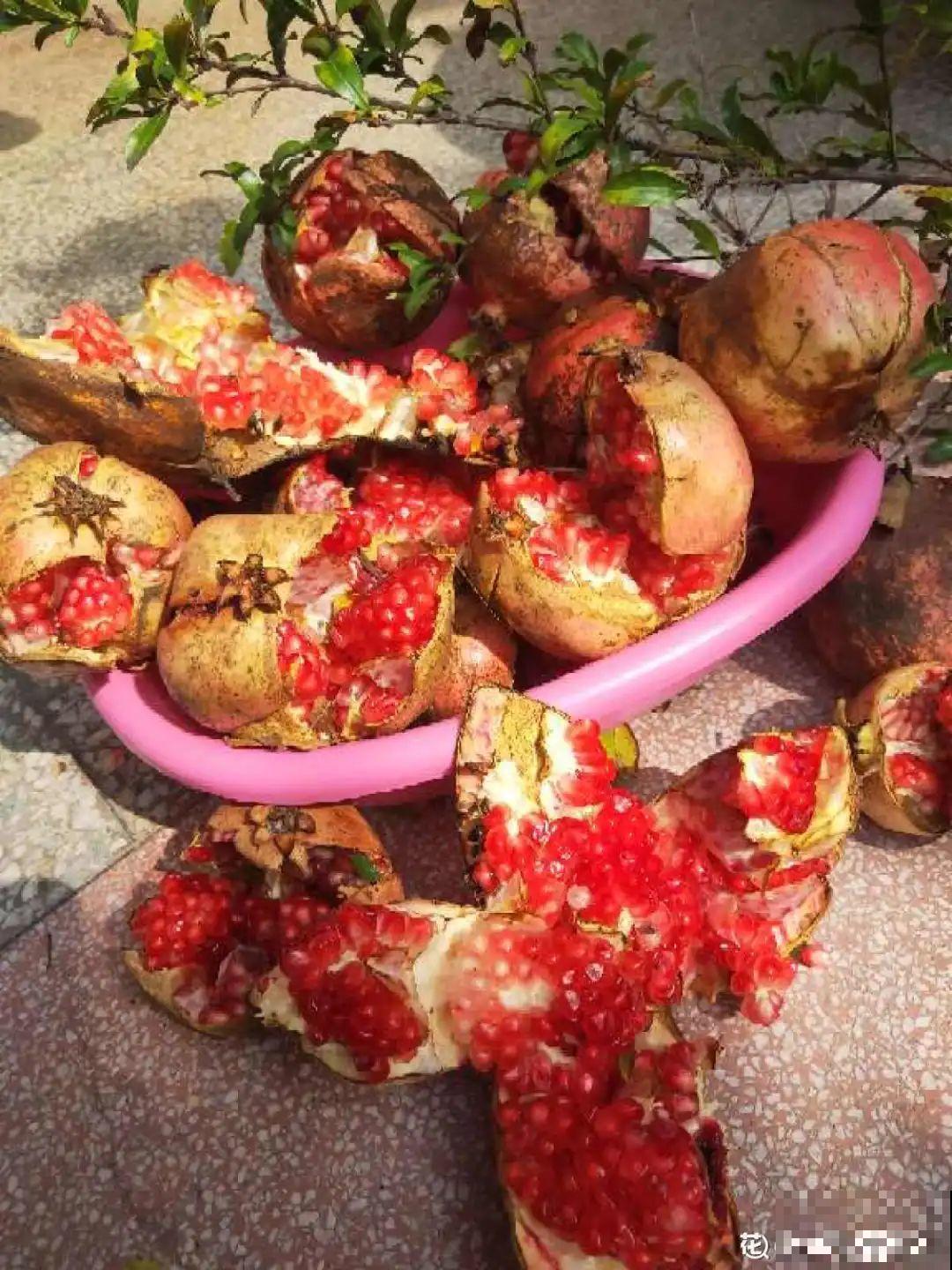 6种花，不怕太阳晒，太阳底下嗖嗖长个儿