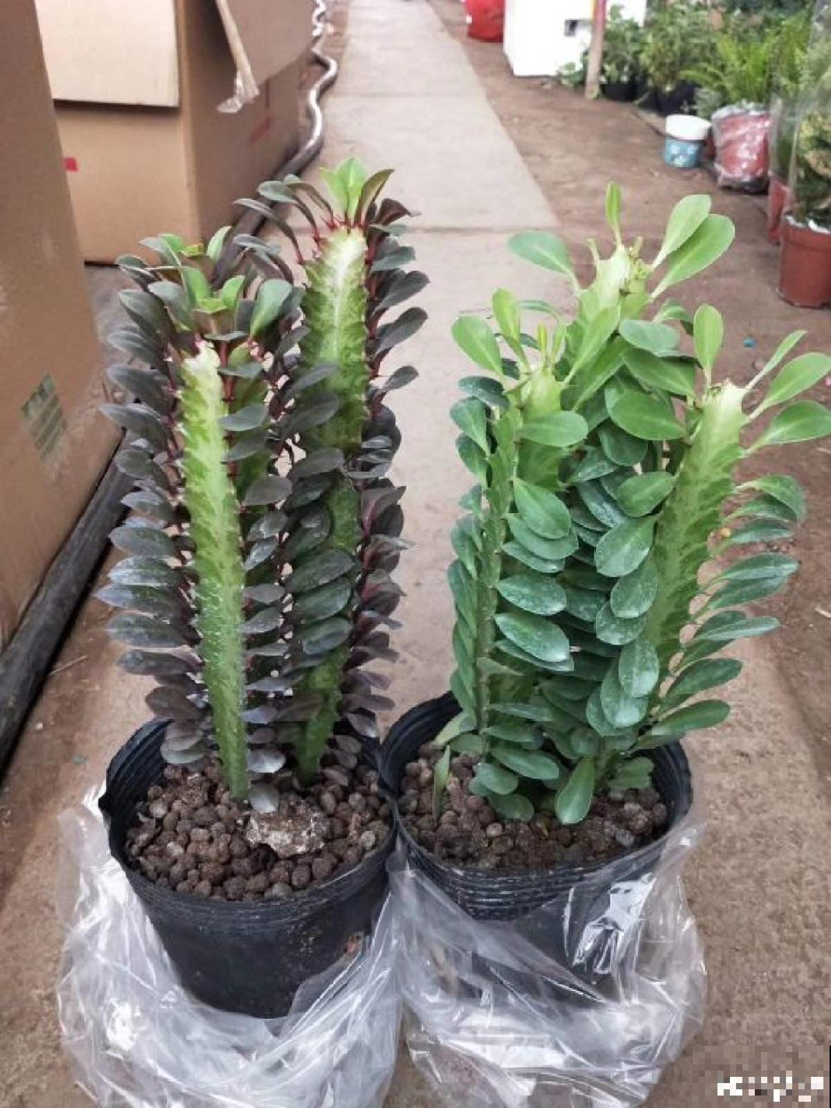 3种霸气植物，样子是丑了点，但是超有安全感