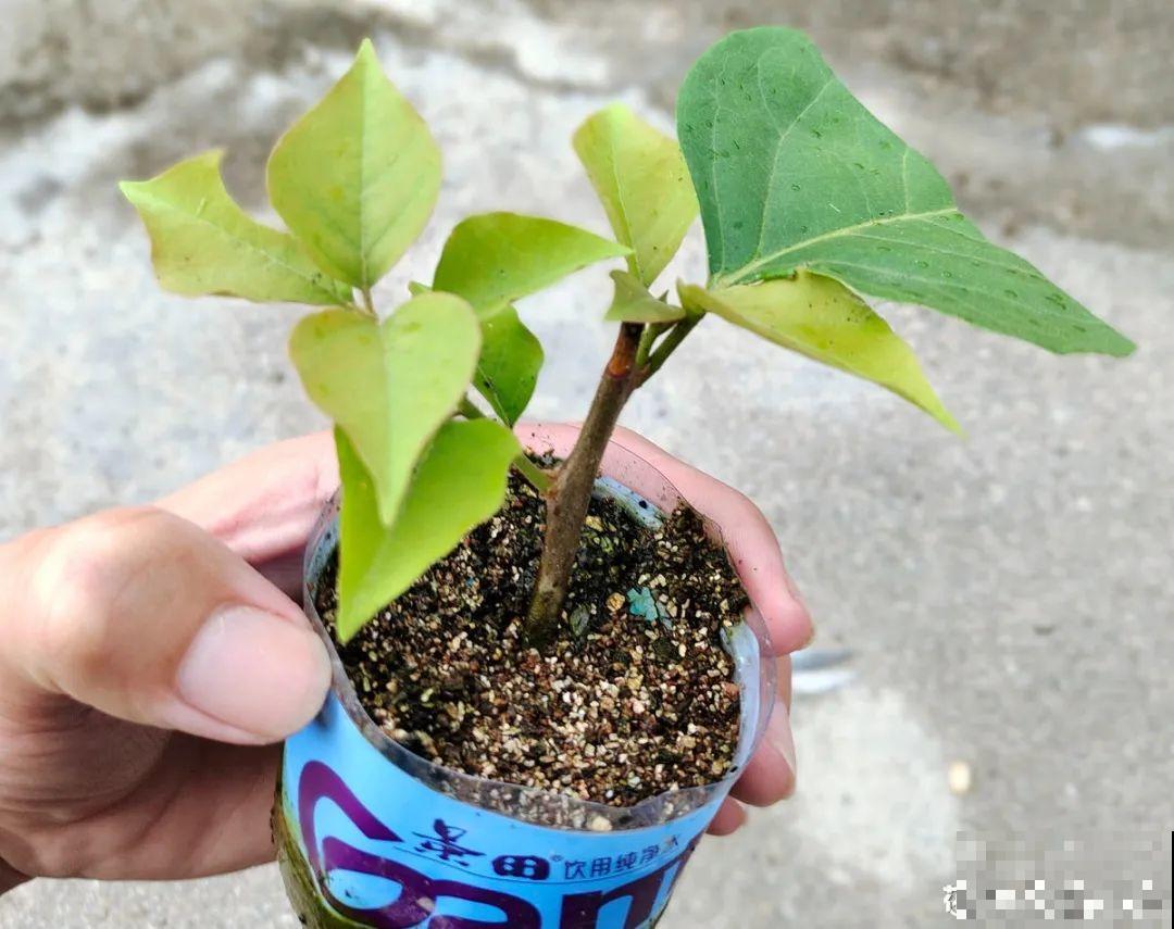 6月份扦插，选好合适的植物品种，沾土、泡水都能活