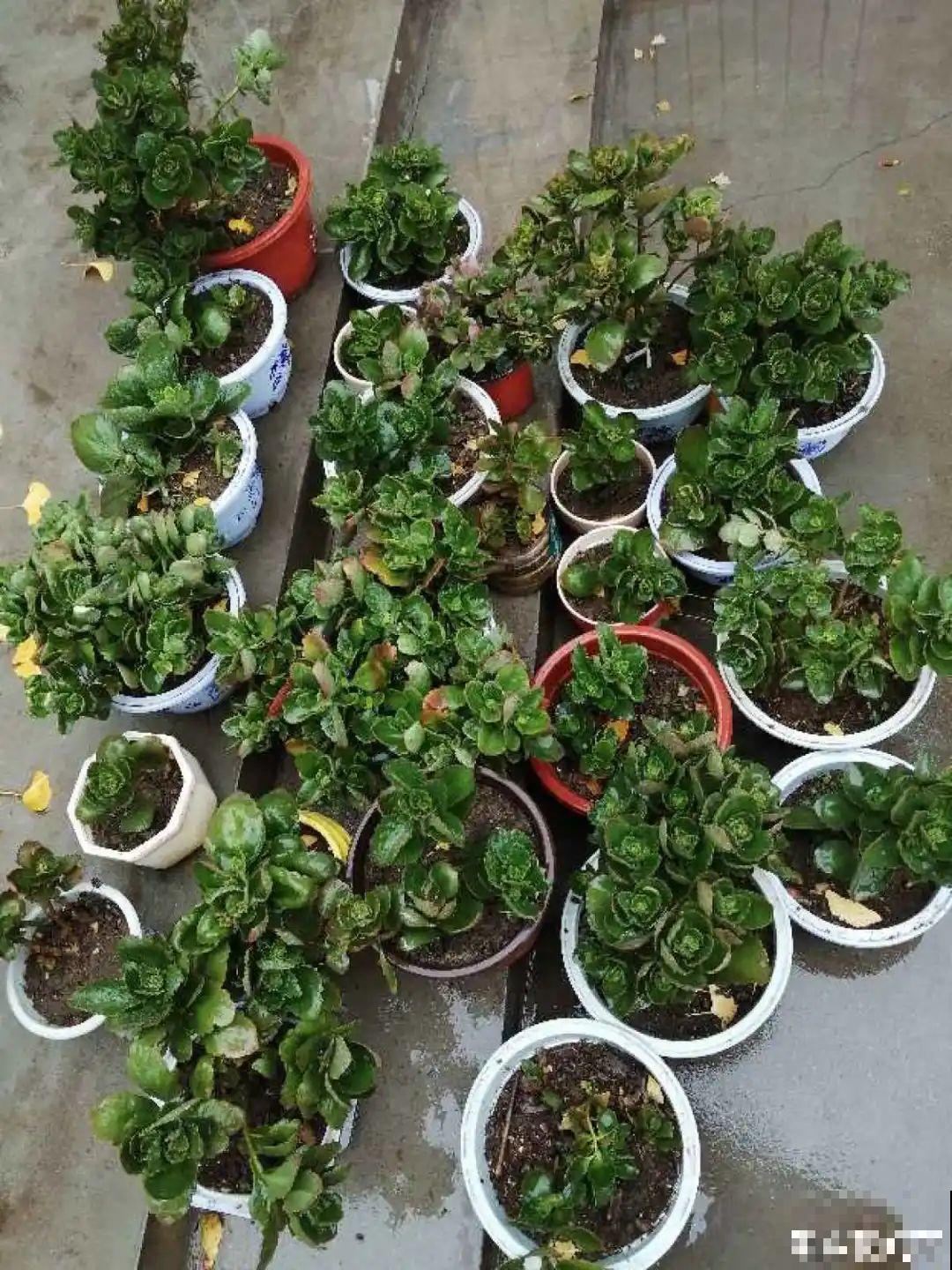 初秋8种花不能剪，轻则不开花，严重可能剩空盆