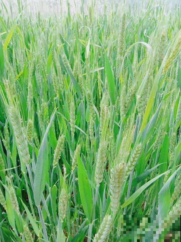 花期最短的4种花，昙花一现，短暂且美丽