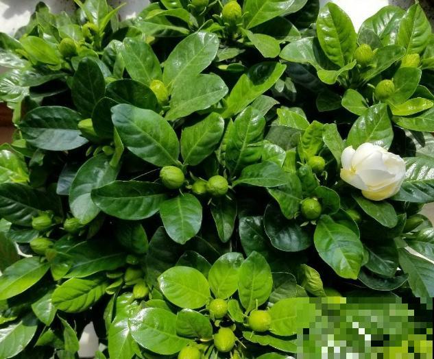 3种花明明开花很美，却不太受欢迎，到底是为啥？