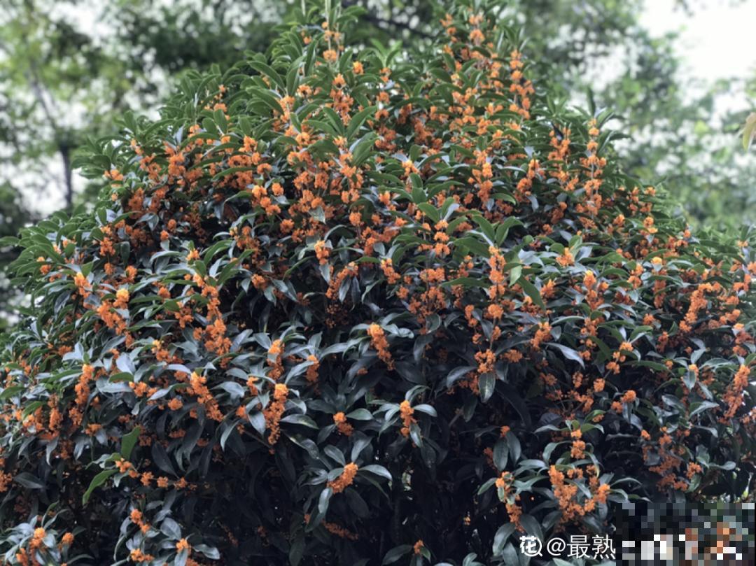 三伏天也要施肥的花，花肥喷一喷，促进开花