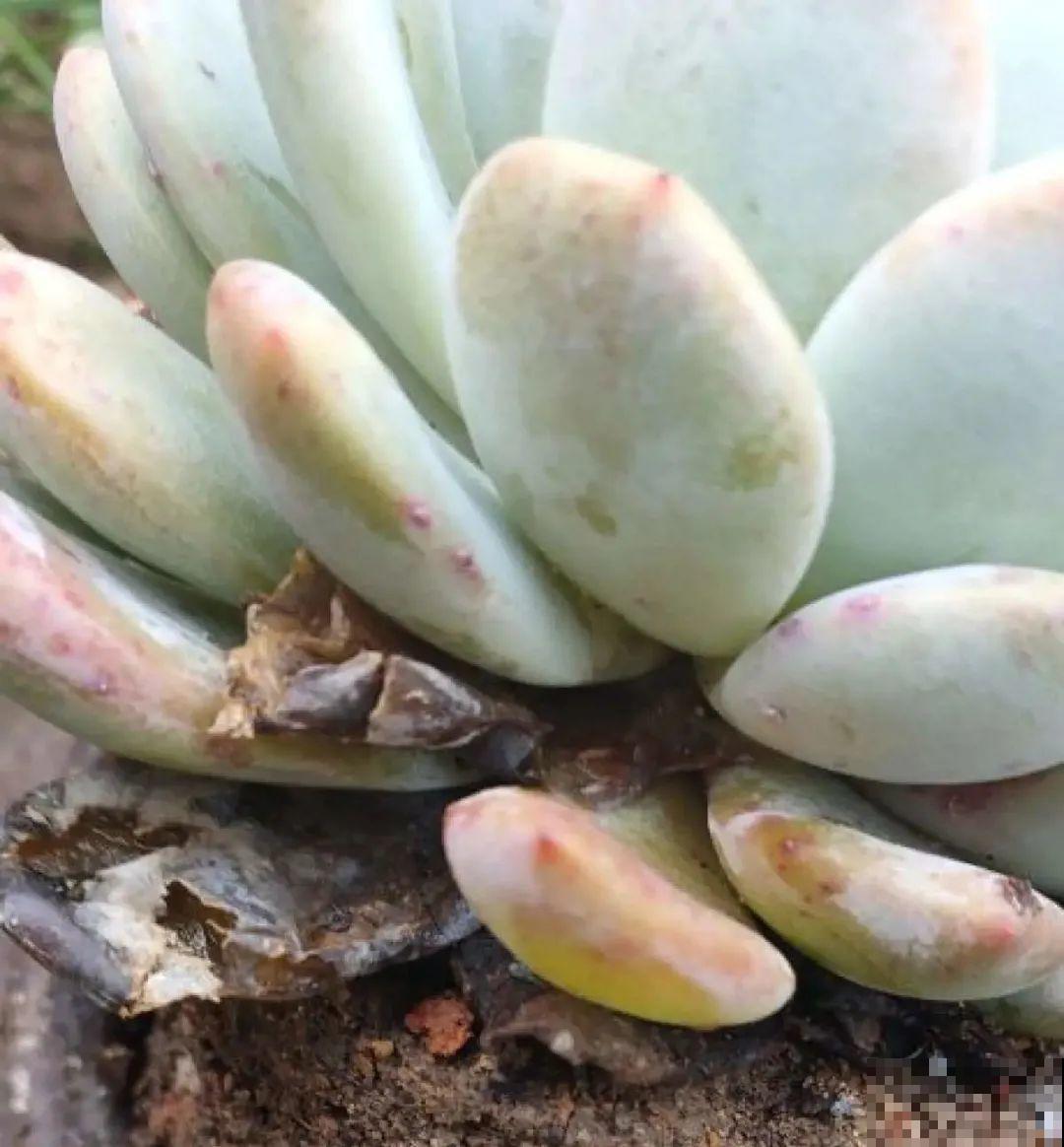 虎皮兰浅盆养，小芽嗖嗖冒，满盆都是新芽