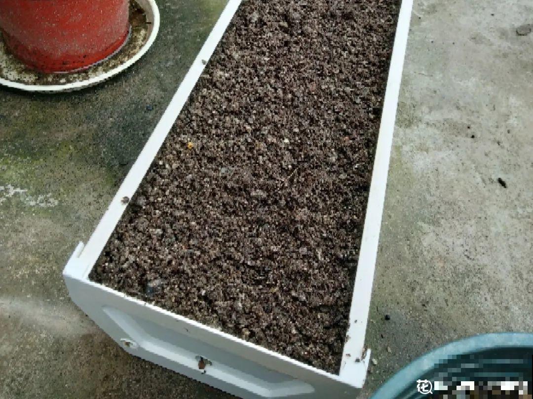 男子追在大象后，捡一筐大象粪，居然是为了养花