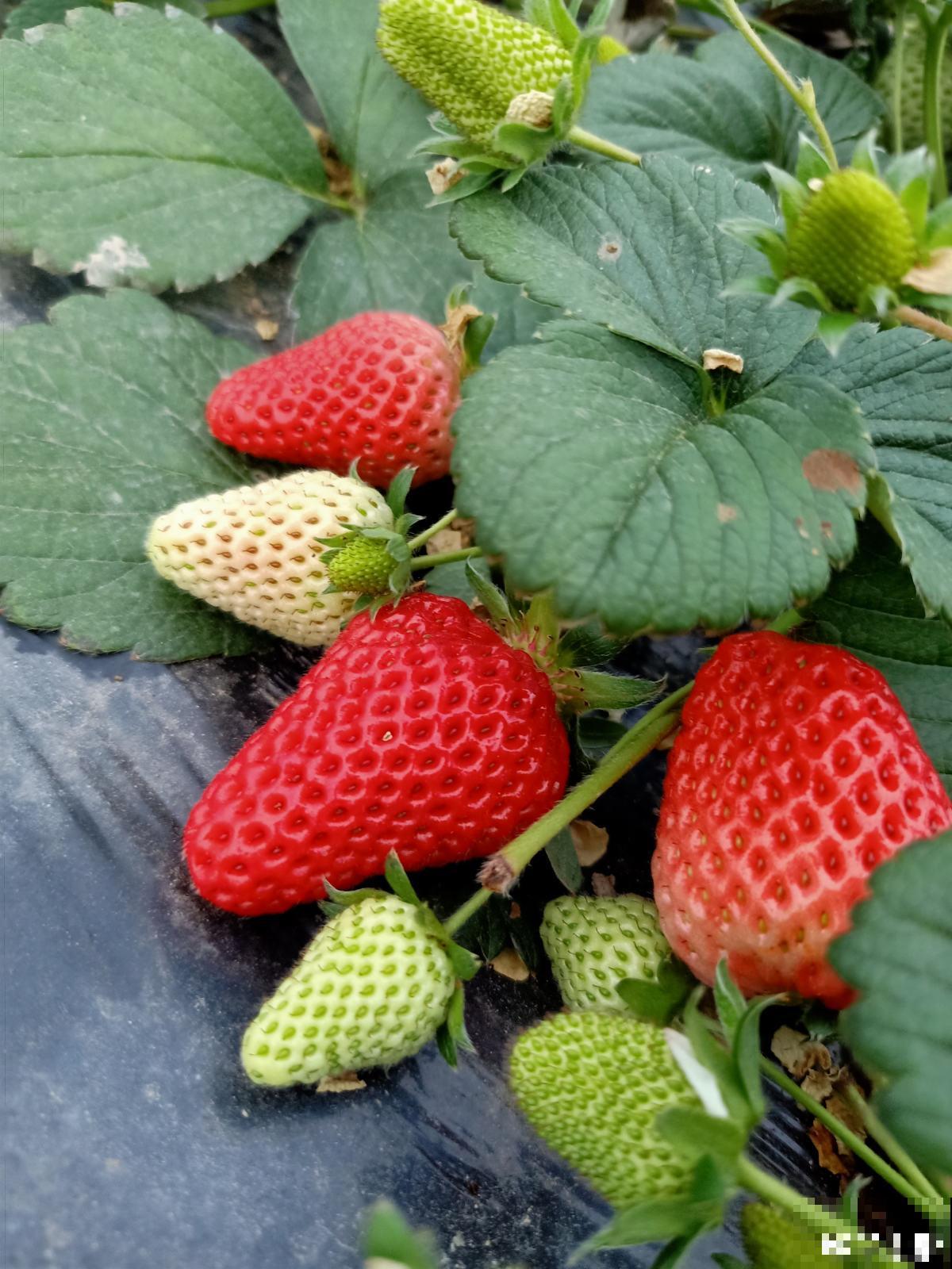 山东也是水果之乡！5种山东特色水果，你吃过几种