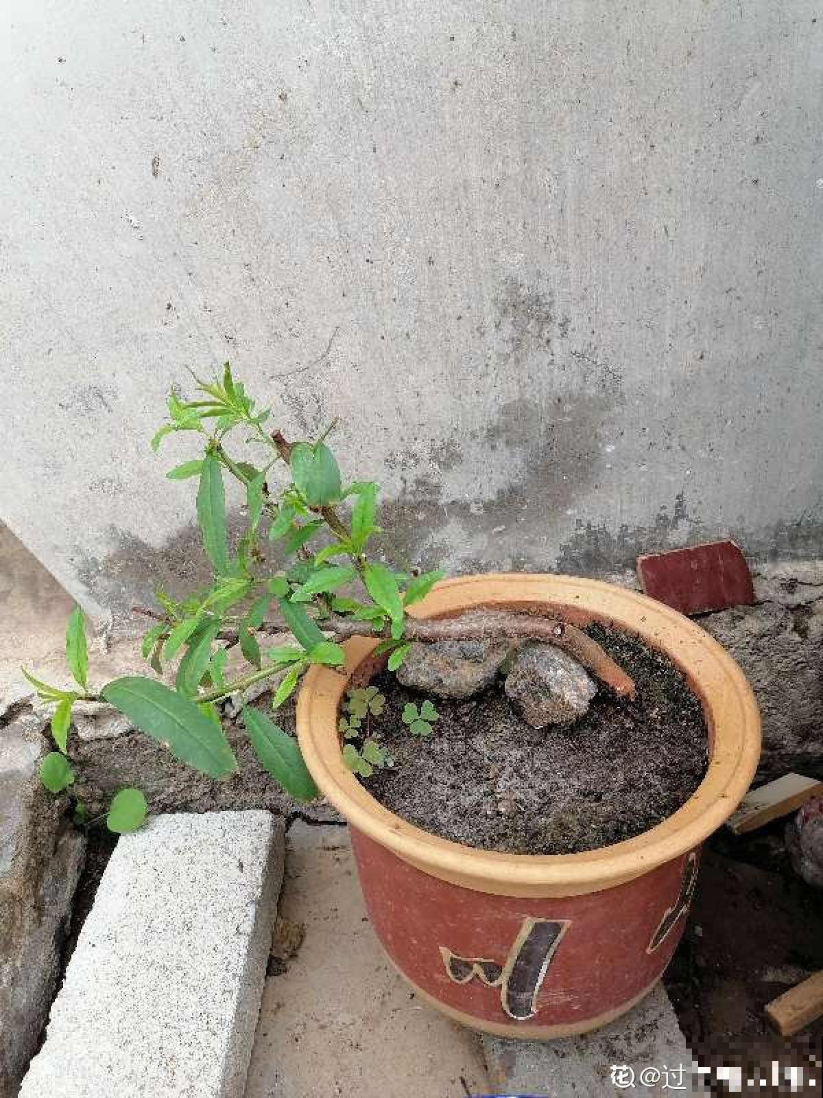 吃桃季，院子还没种桃树的看过来，纯天然无公害