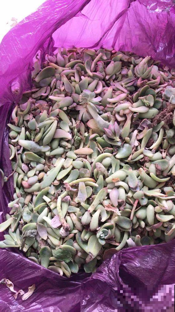 平时的“贵货花”,路边扔了一卡车,赶紧捡回家 平时的“贵货花”,路边扔了一卡车,赶紧捡回家