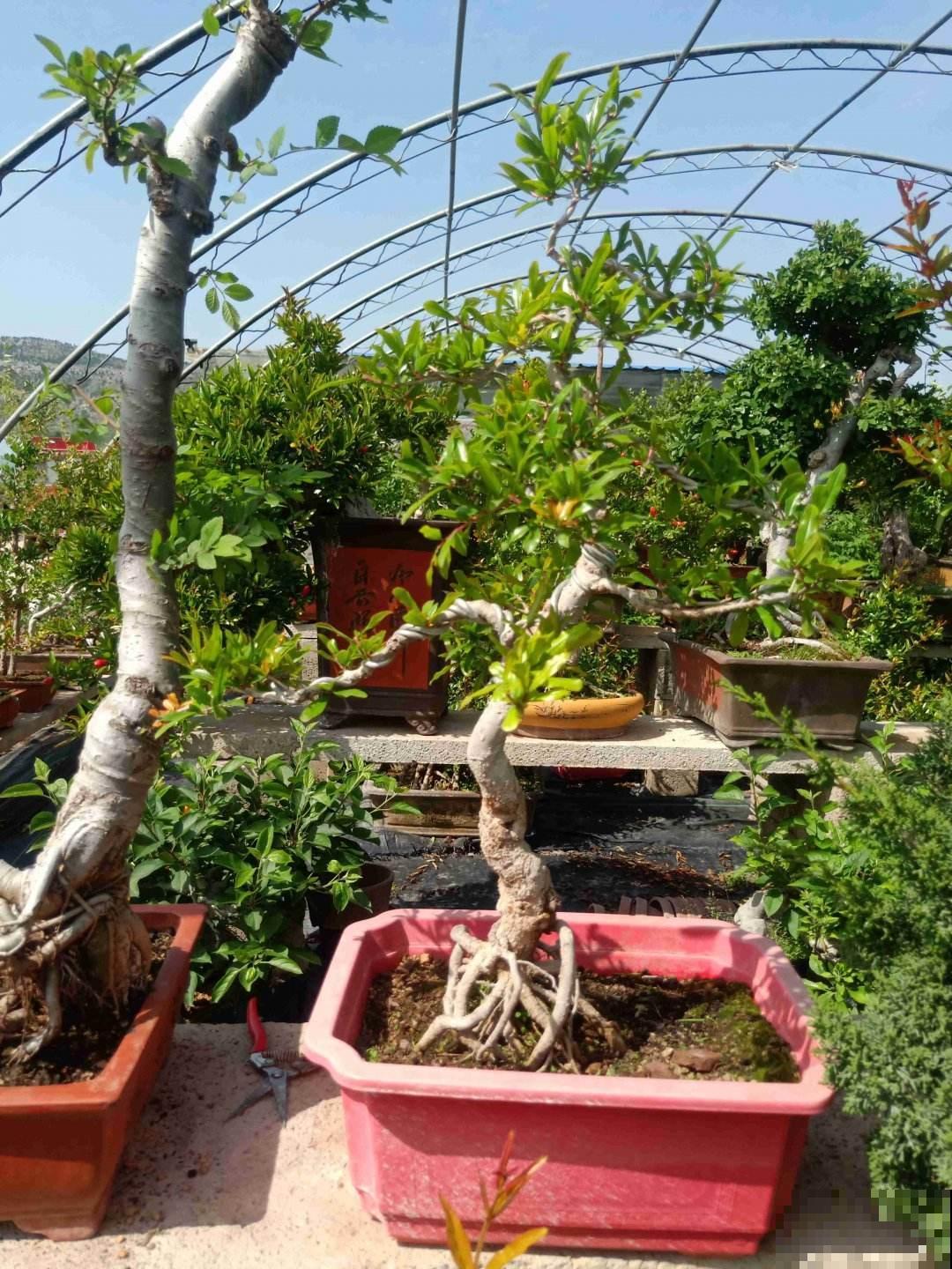 家有庭院,养好石榴盆栽,好运自然来 家有庭院,养好石榴盆栽,好运自然来