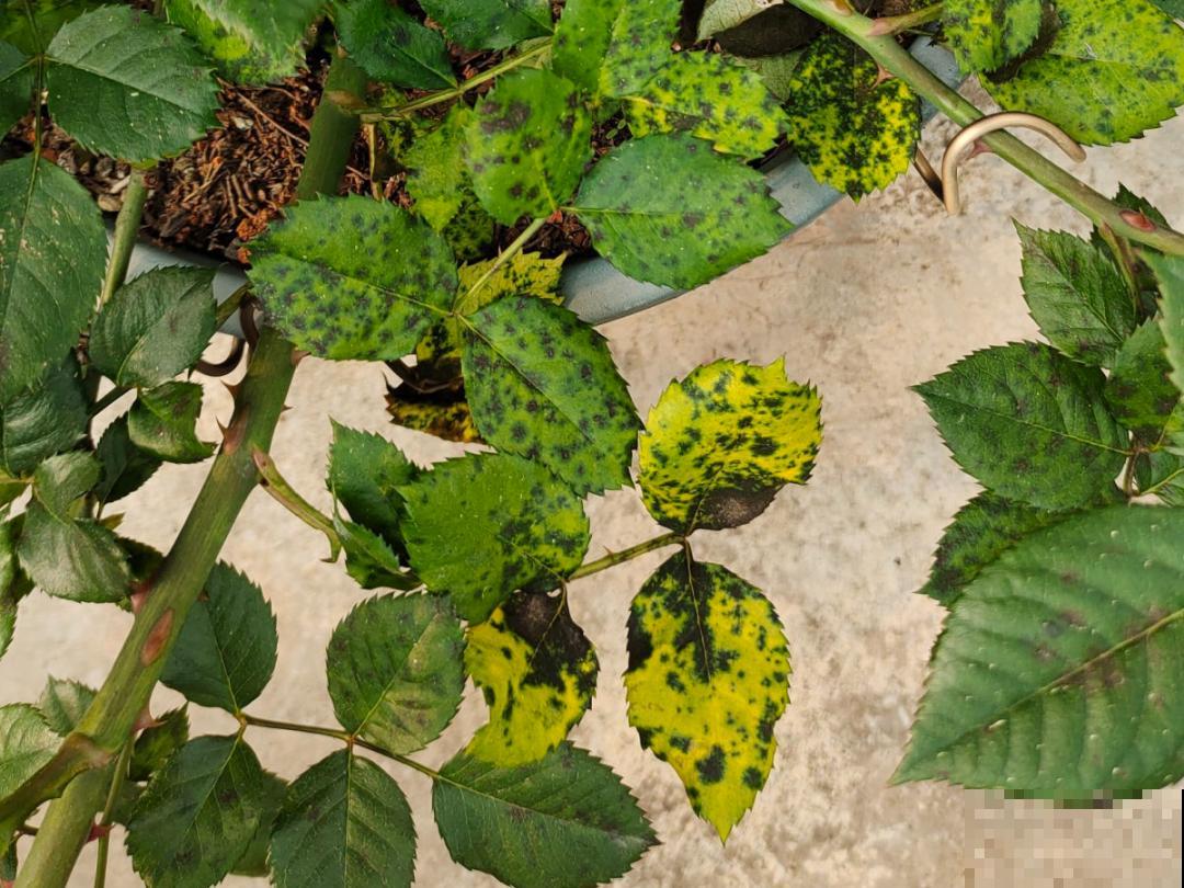 月季的8大黄叶原因，学会后巧避免，植株长得越来越好