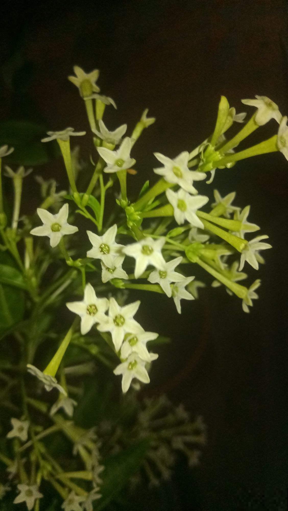 常见花卉就没毒?错了!5种常见花有毒 常见花卉就没毒?错了!5种常见花有毒