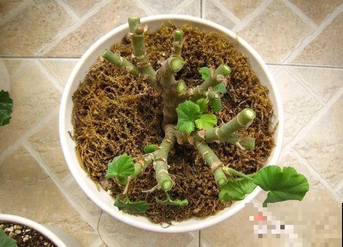 现在给花剪一刀,剪成一个“小平头”,呼呼冒芽爆盆 现在给花剪一刀,剪成一个“小平头”,呼呼冒芽爆盆