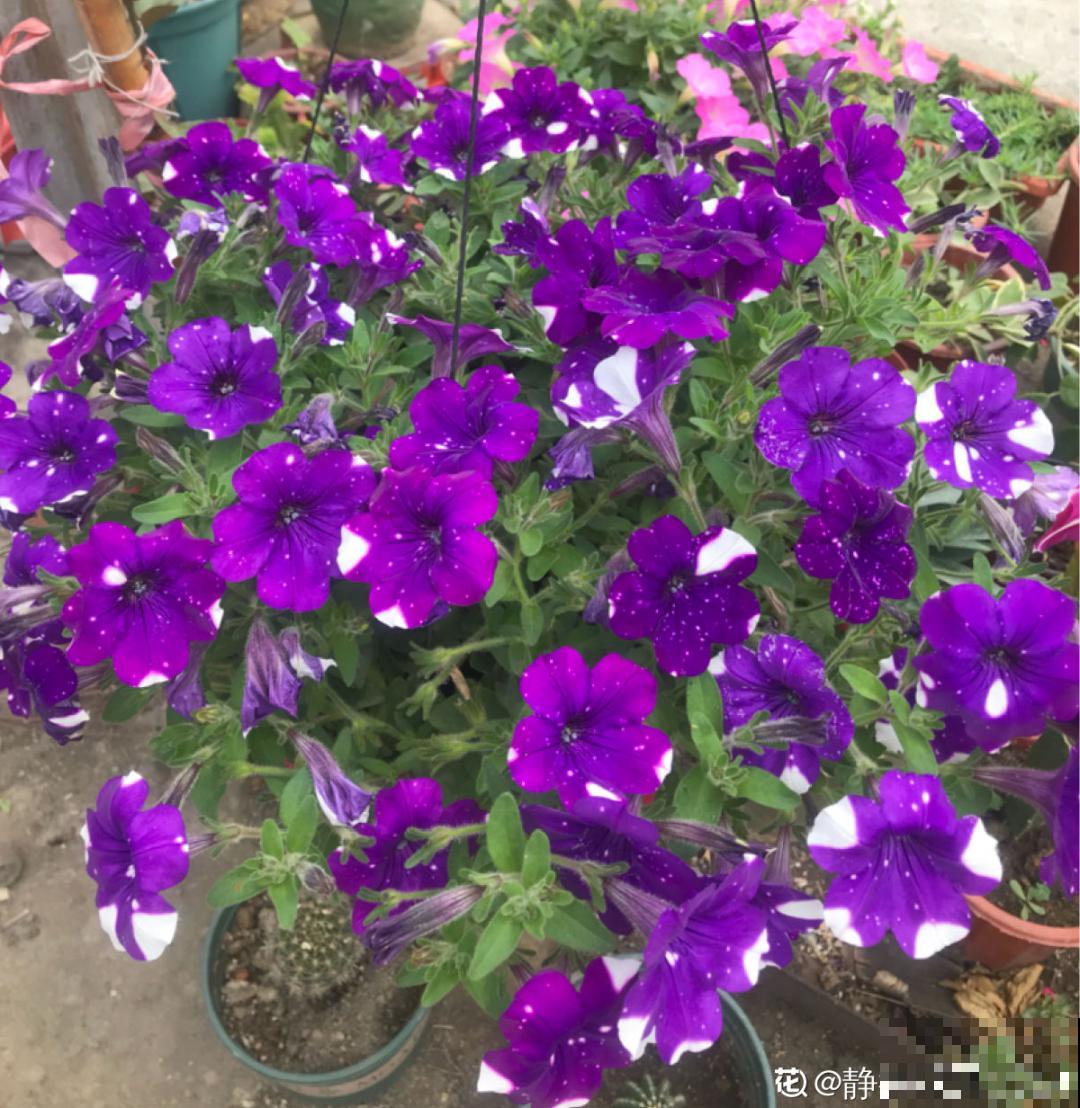 活的“香水花”,夏天一直开,满院子都是花香 活的“香水花”,夏天一直开,满院子都是花香