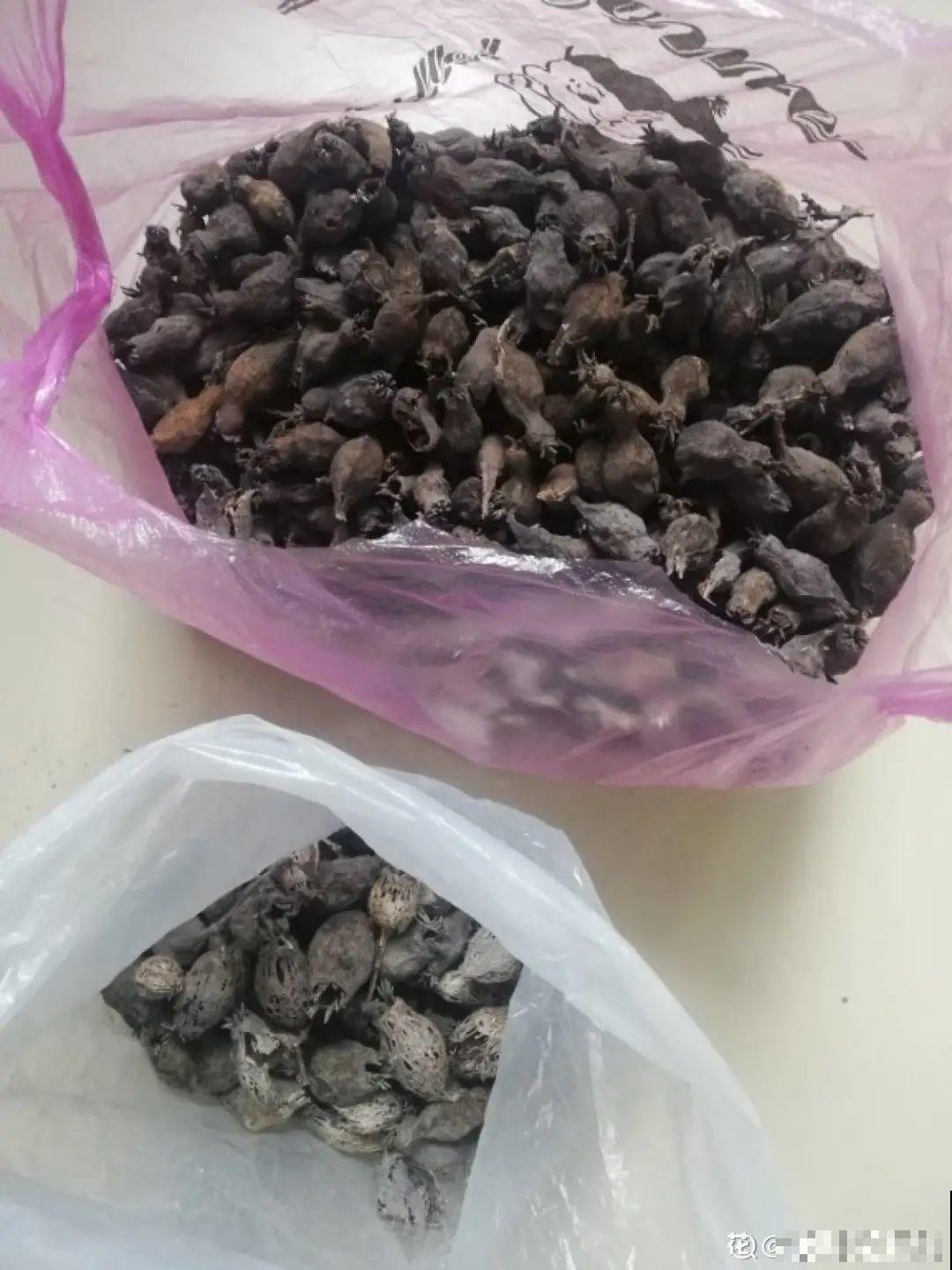 聪明人养4种花,一定记得收种子,多的能赚钱 聪明人养4种花,一定记得收种子,多的能赚钱