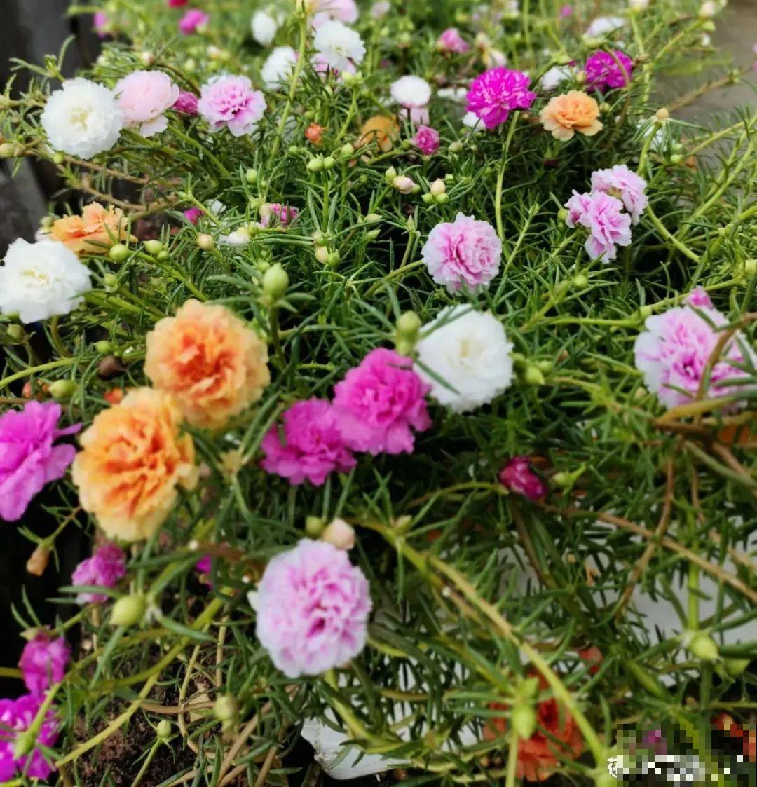 夏天养花，就怕乱浇水，千万不能积水