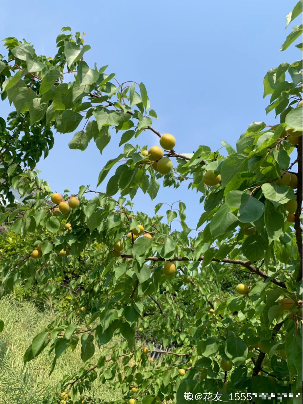 院子里种了棵杏树,没想到惹了麻烦,天天生气 院子里种了棵杏树,没想到惹了麻烦,天天生气