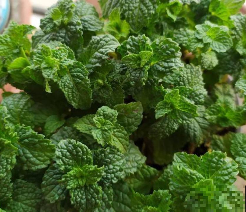 这3种清凉植物，最适合夏季养殖，来看看你有没有养殖吧