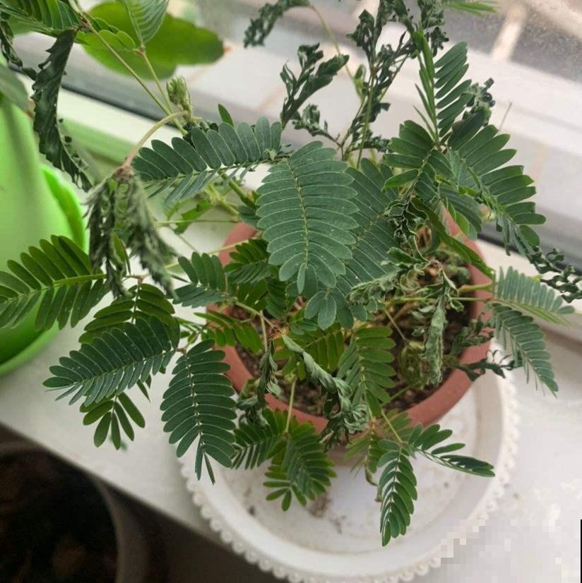 常见花卉就没毒?错了!5种常见花有毒 常见花卉就没毒?错了!5种常见花有毒