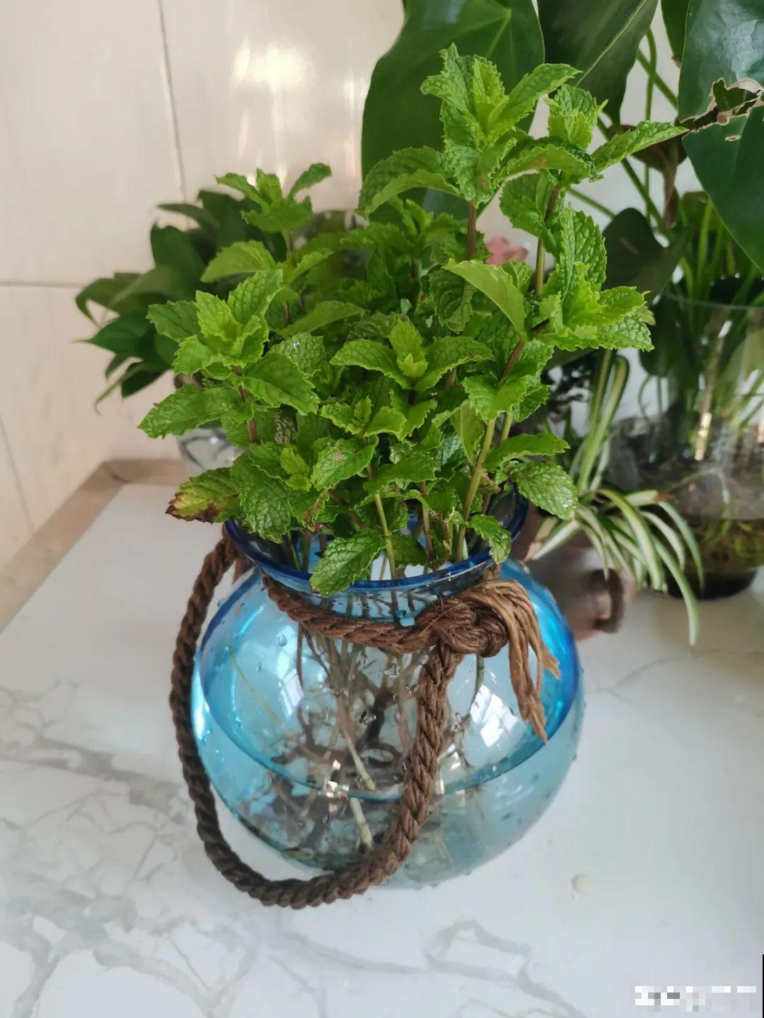 养花换个方法，长得更旺，养花杀手必看