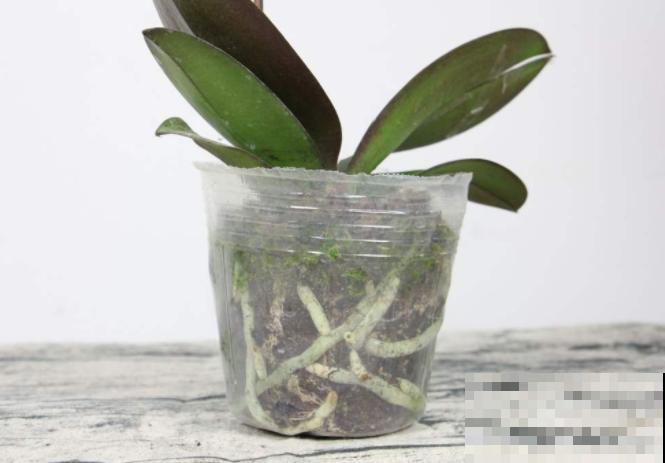 7种花，立秋后换盆，秋冬才能越养越好