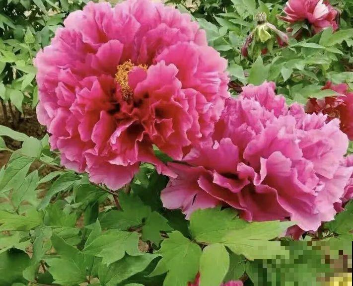 中国人最爱养的花，富贵又大气，养大门口特有面子！