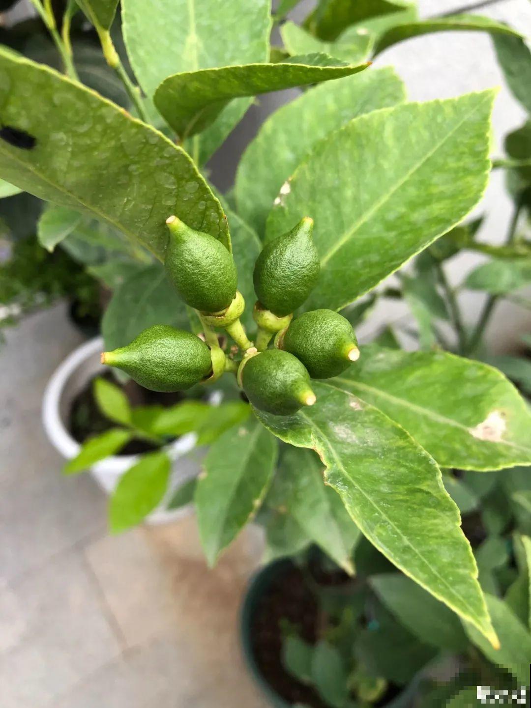 9种花，天热也要施肥，否则活不长，越养越差劲