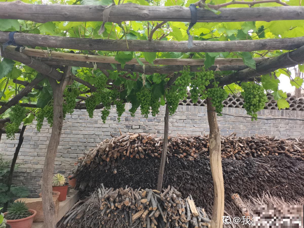 2种方法自制葡萄干，吃起来放心，成就感满满