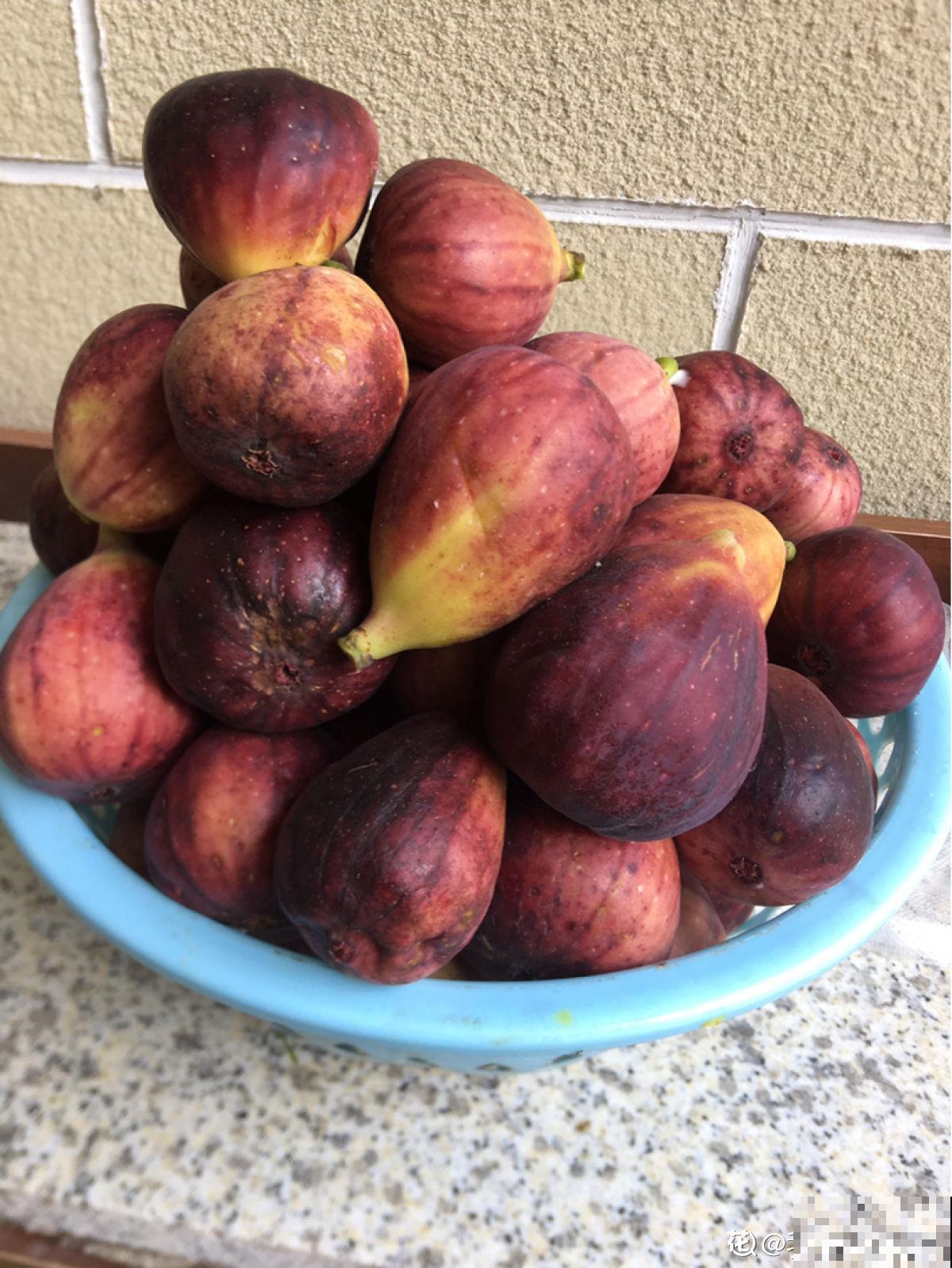 老中医爱养的60种植物，图文并茂特详细，种一盆养人养身心