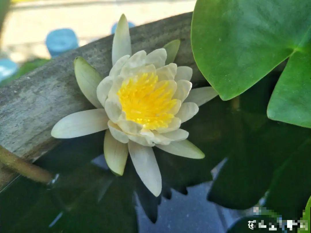 三伏天超美的10种花,妥妥的“开花楷模”,你养了几种? 三伏天超美的10种花,妥妥的“开花楷模”,你养了几种?