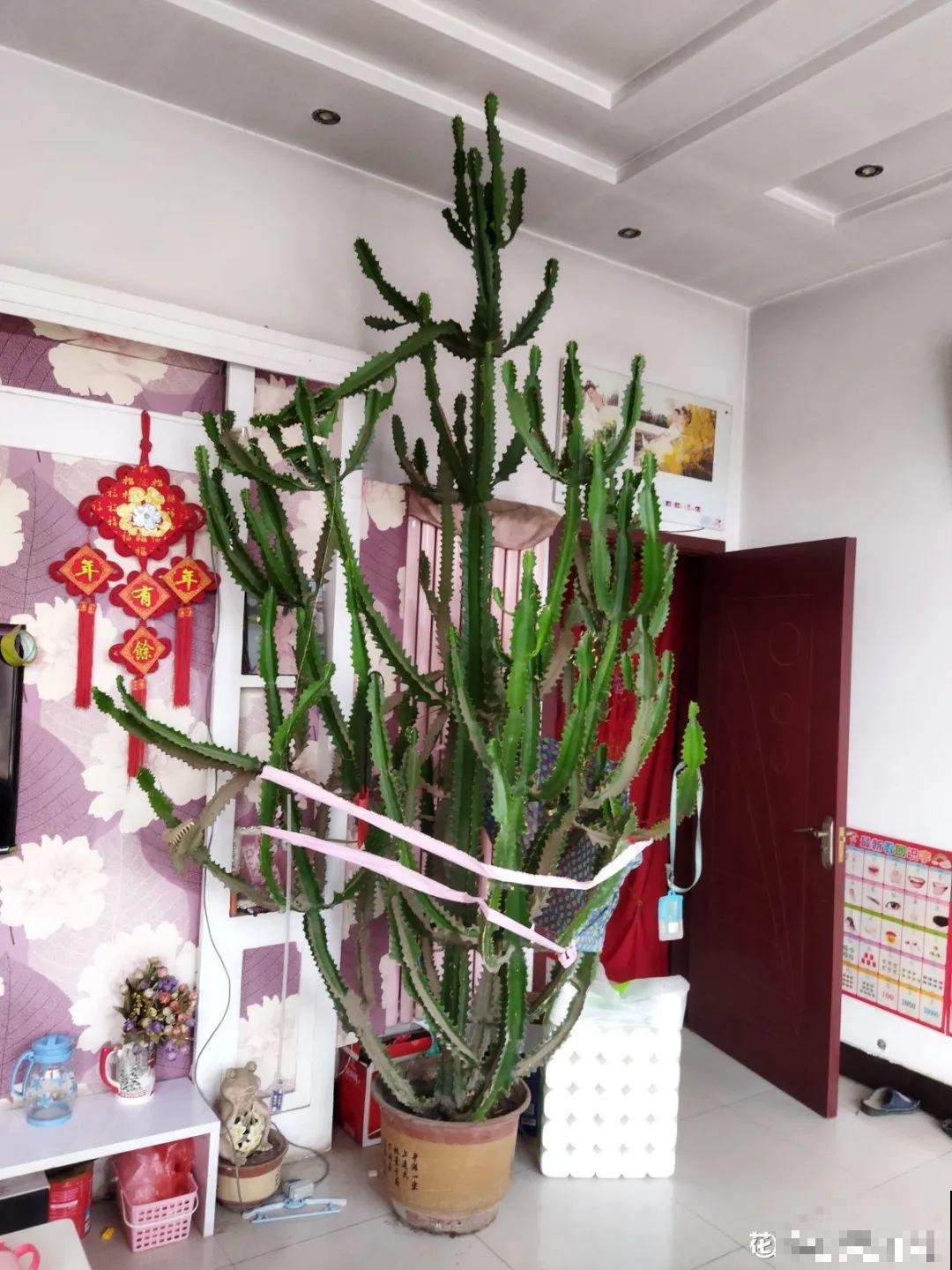 家里养8种花，独特有气质，还有满满安全感